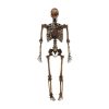 Home Accents Holiday 5 Ft. LED Pose-N-Stay Decayed Skeleton