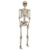Halloween Props Home Accents Holiday 5 Ft LED Pose-N-Stay Skeleton
